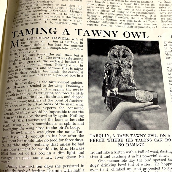 VINTAGE COUNTRY LIFE MAGAZINE Christmas Ads December 9, 1954 EUC - Picture 11 of 16